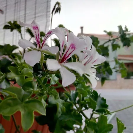 דירה Anamarija זאדאר
